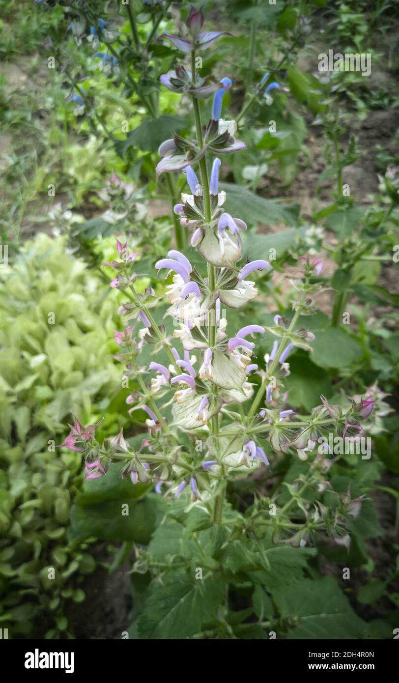 Planta medicinal de SAGE en el jardín sobre un lecho de flores Foto de stock