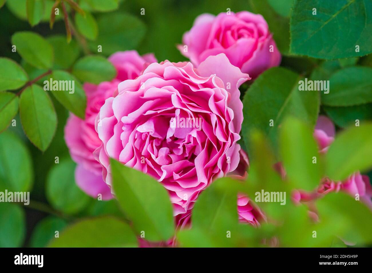 Rosas rosadas profundas (Leonardo da Vinci de Meilland, 1993) enmarcadas  por hojas verdes brillantes que florecen en el jardín de rosas de verano  Fotografía de stock - Alamy