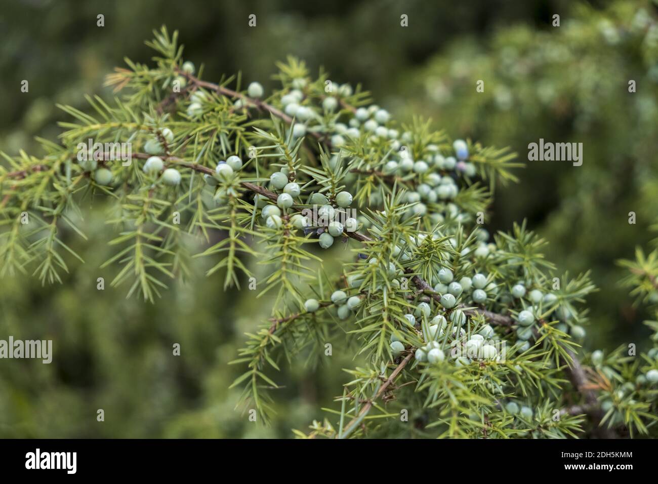 Juniperus communis oblonga pendula juniper conifer evergreen tree Fotos