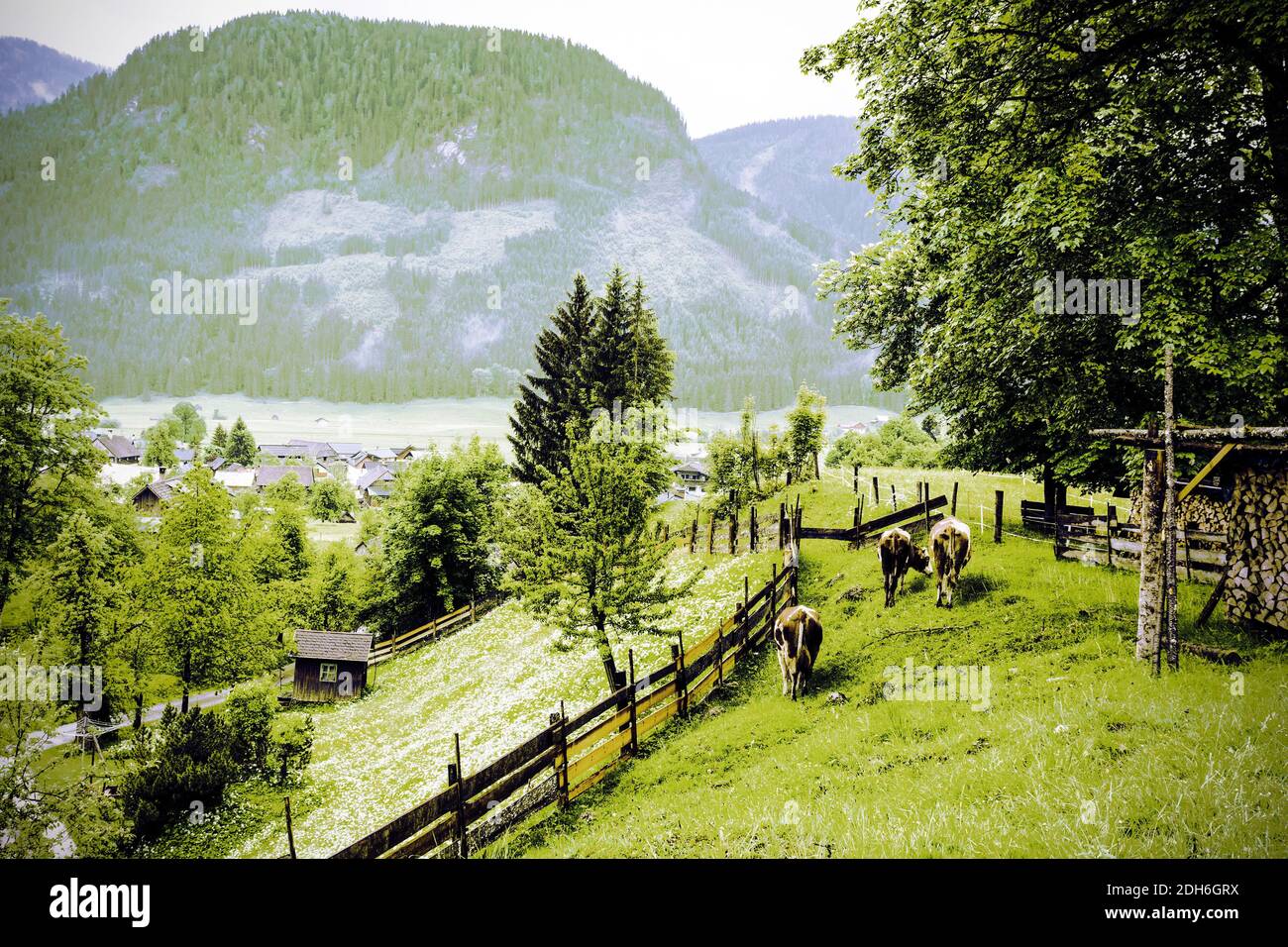 Vacas pastando en la Austria rural Foto de stock