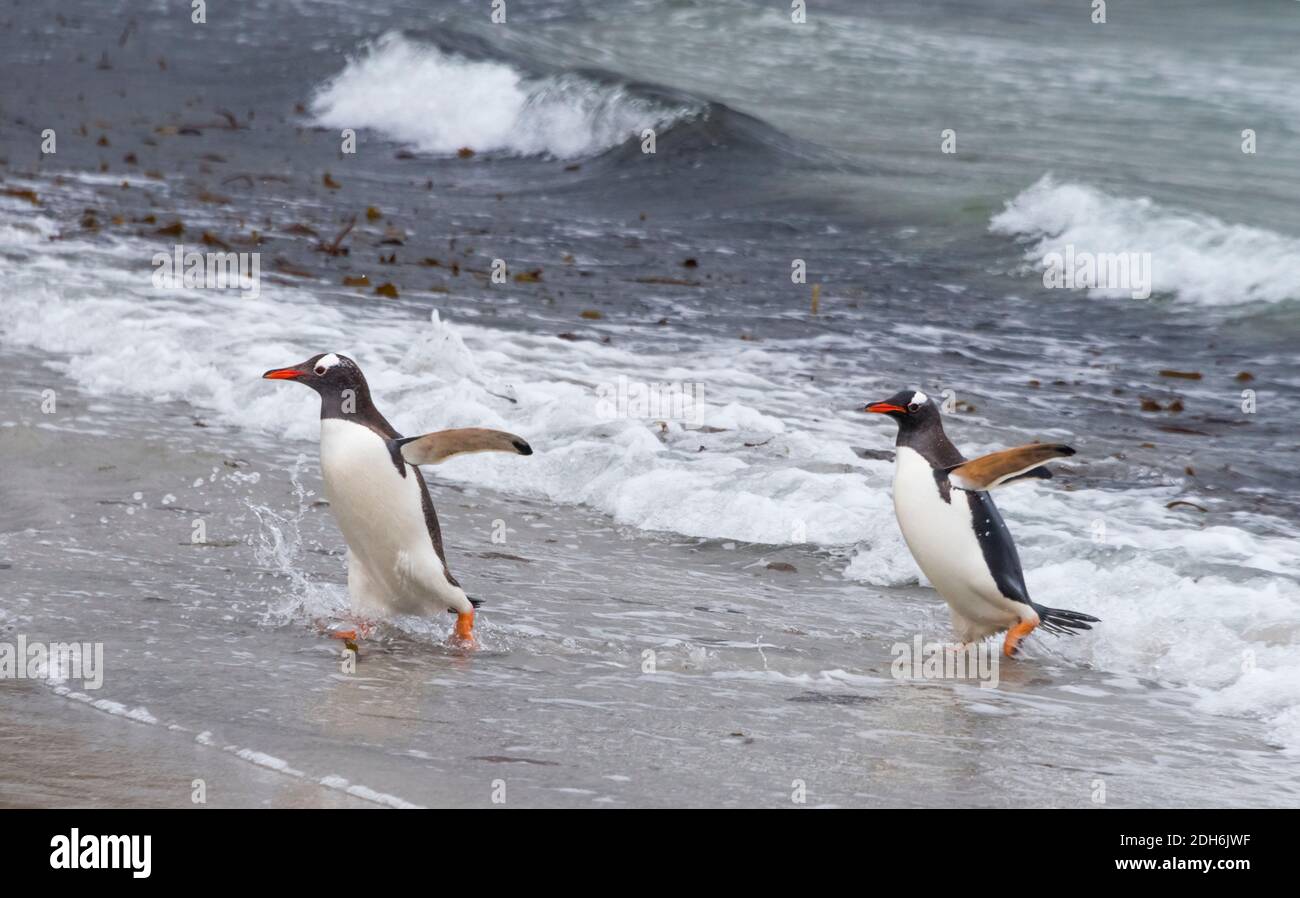 Pingüino Gentoo en la playa, Isla Saunders, Islas Malvinas Foto de stock