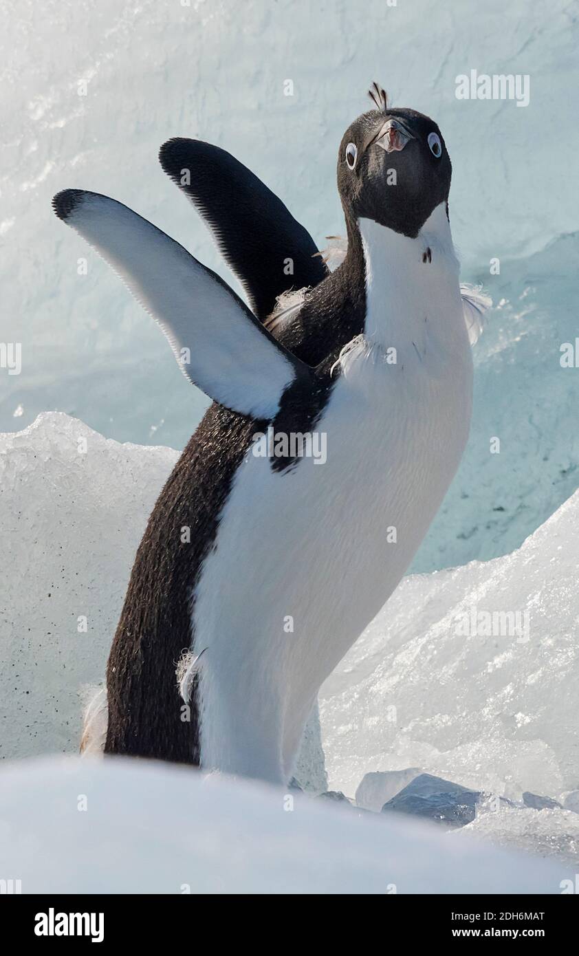 Adelie pingüino sobre hielo, Isla Pleneau, Océano Atlántico Sur, Antártida Foto de stock