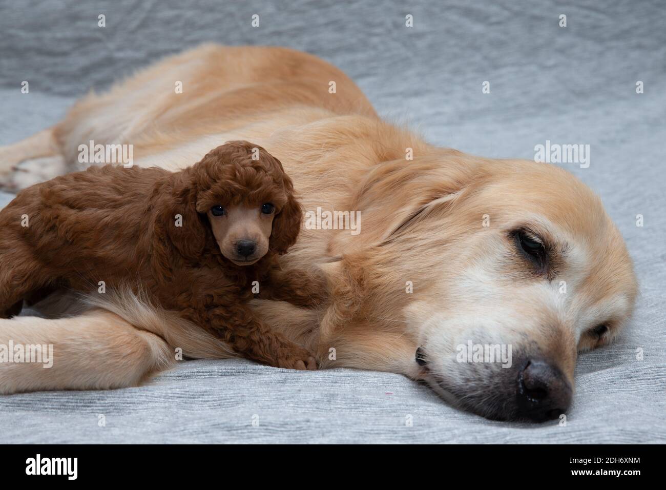 cepillo Espinoso pelota jugueton manta Otros lugares falta de aliento Sucediendo