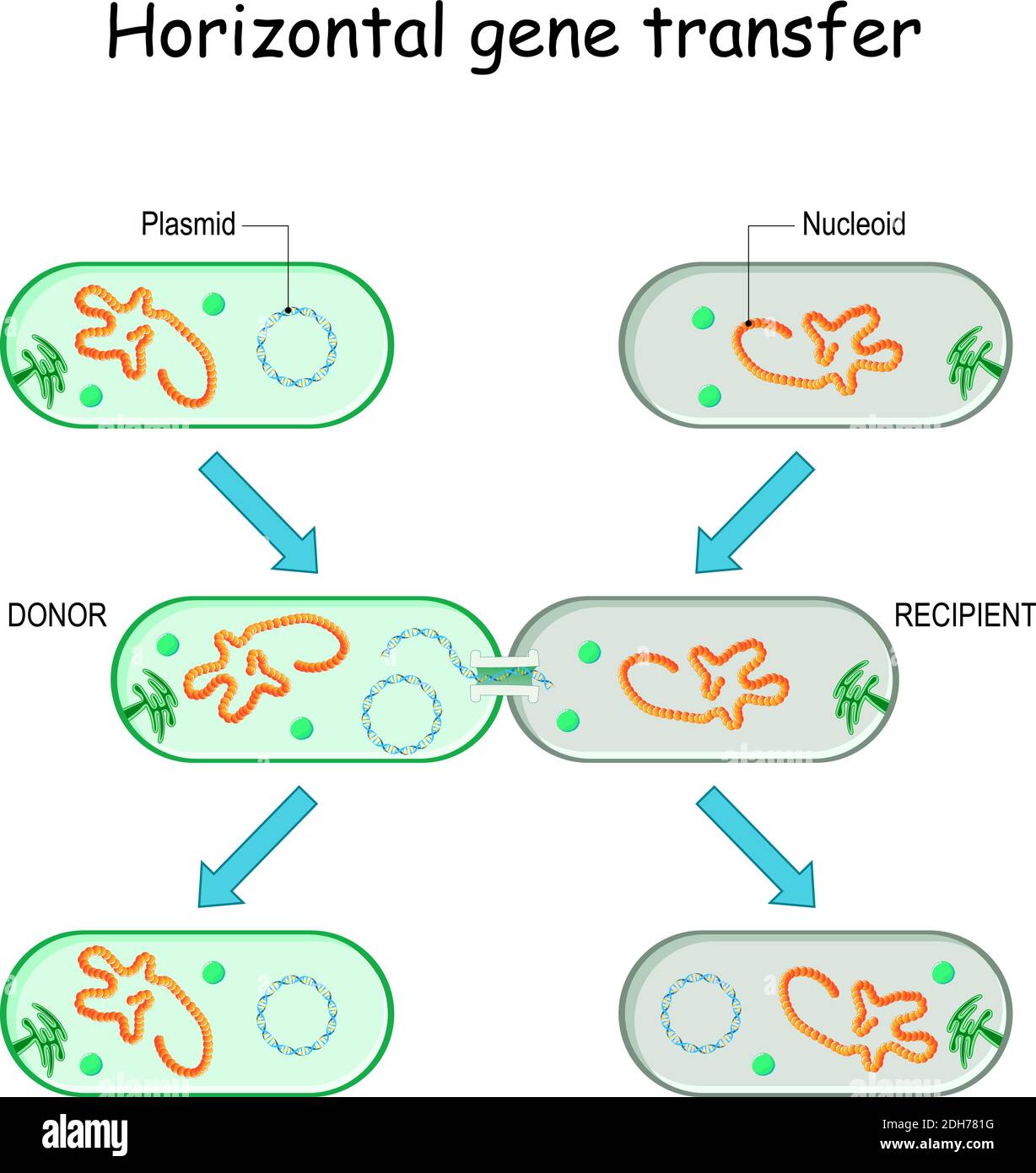 Transferencia horizontal de genes, por ejemplo bacterias. Transferencia de ADN a través de un plásmido de un donante a un receptor recombinante durante el contacto de célula a célula Ilustración del Vector