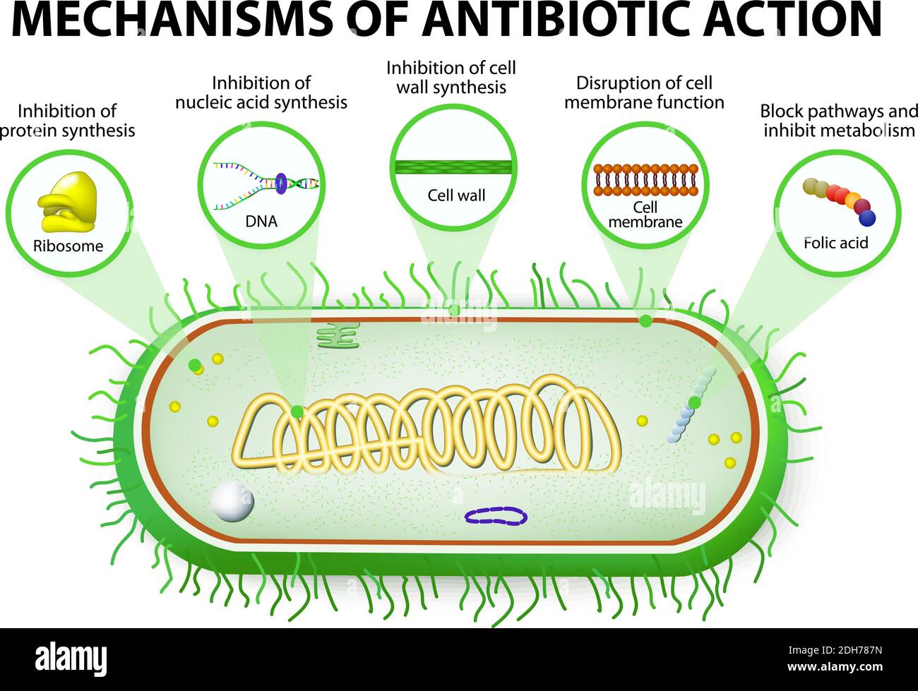 antibiótico. Mecanismos de acción de los antimicrobianos Ilustración del Vector