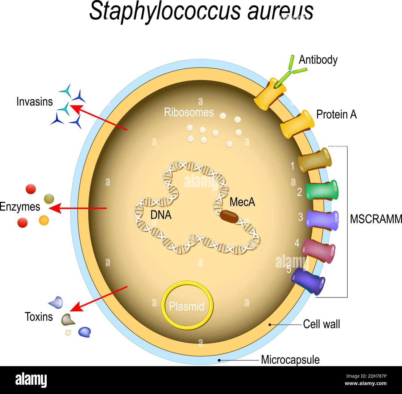 Staphylococcus aureus estructura celular y factores patógenos. Componentes de células. Ilustración vectorial para uso médico, educativo y científico Ilustración del Vector