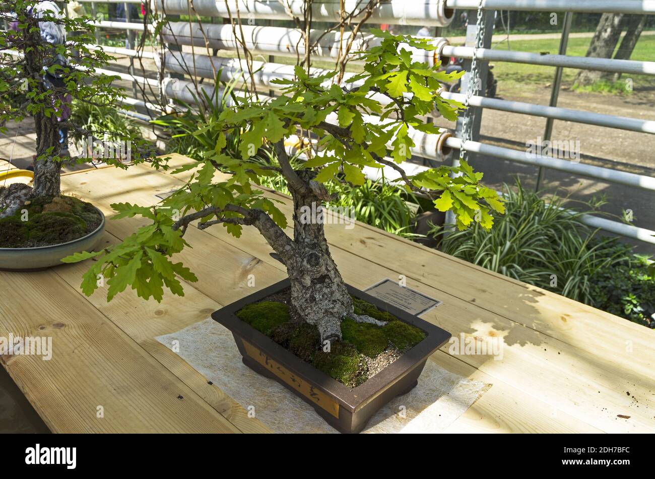 Rama de roble ingles fotografías e imágenes de alta resolución Alamy