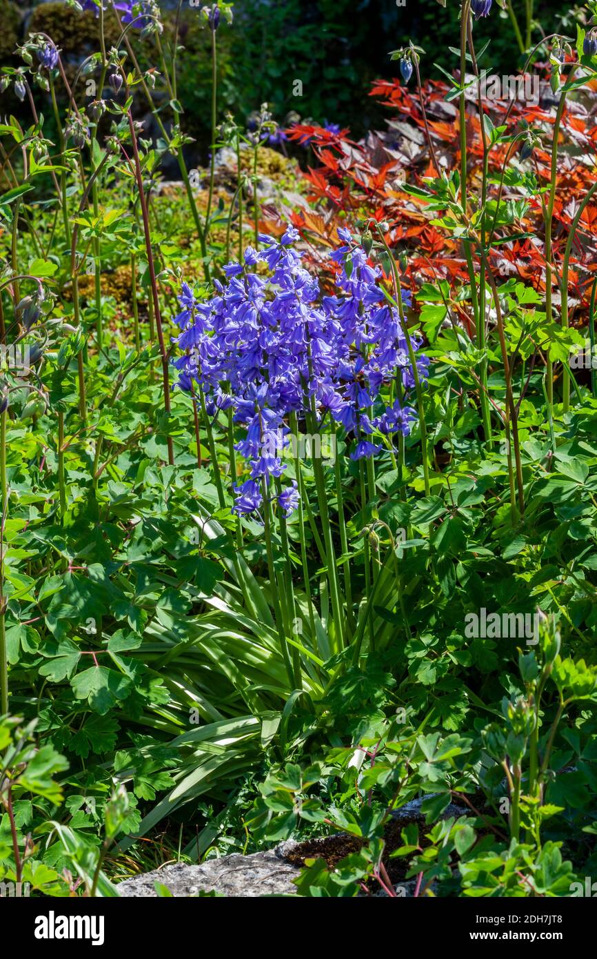 Bluebell (hyacintoides non scripta) una planta de bulbo perenne flor de primavera azul que se encuentra en el bosque durante la temporada de floración primaveral, foto de stock i Foto de stock