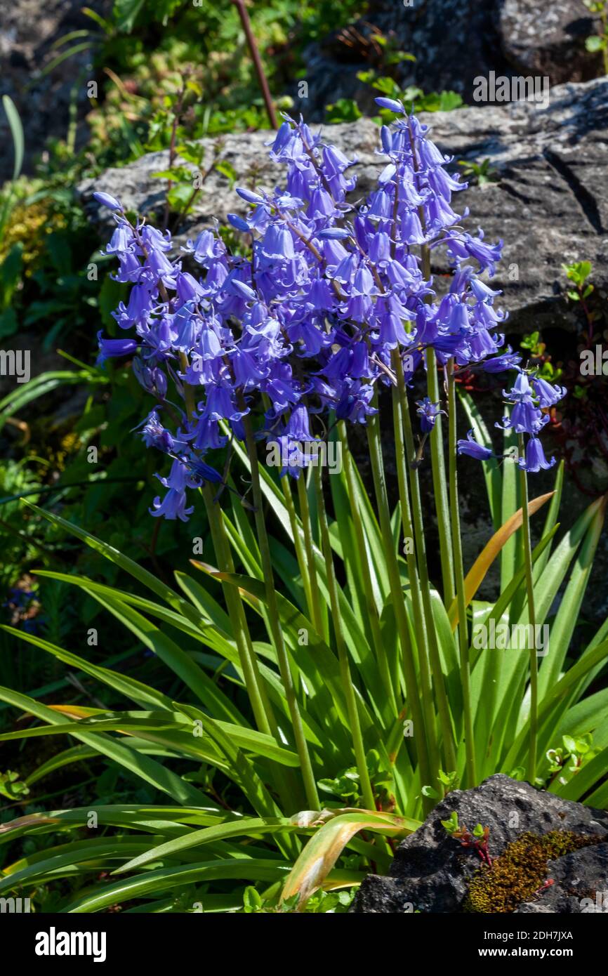Bluebell (hyacintoides non scripta) una planta de bulbo perenne flor de primavera azul que se encuentra en el bosque durante la temporada de floración primaveral, foto de stock i Foto de stock