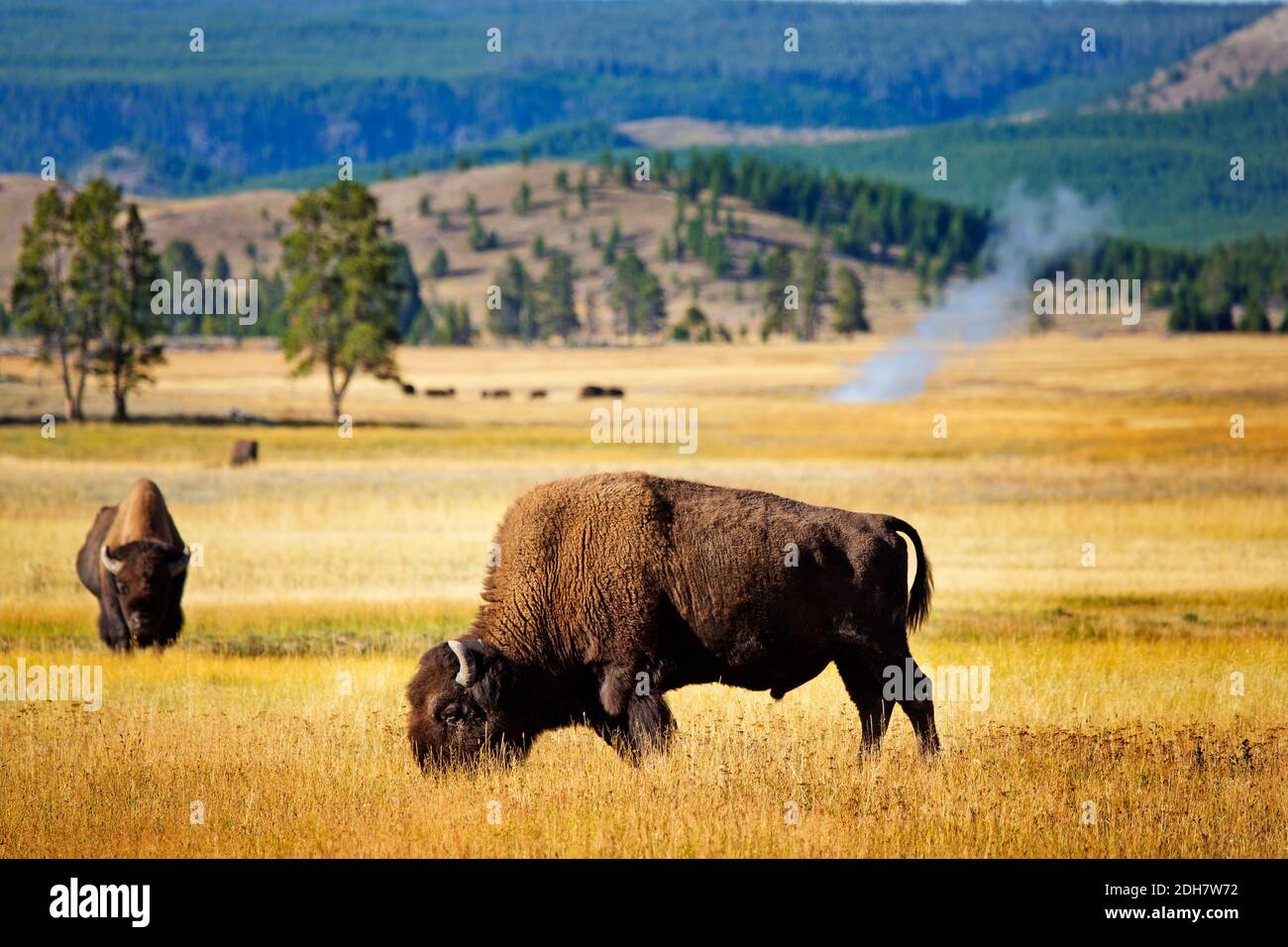 Bisonte pastando en el parque nacional de yellowstone EE.UU. Foto de stock