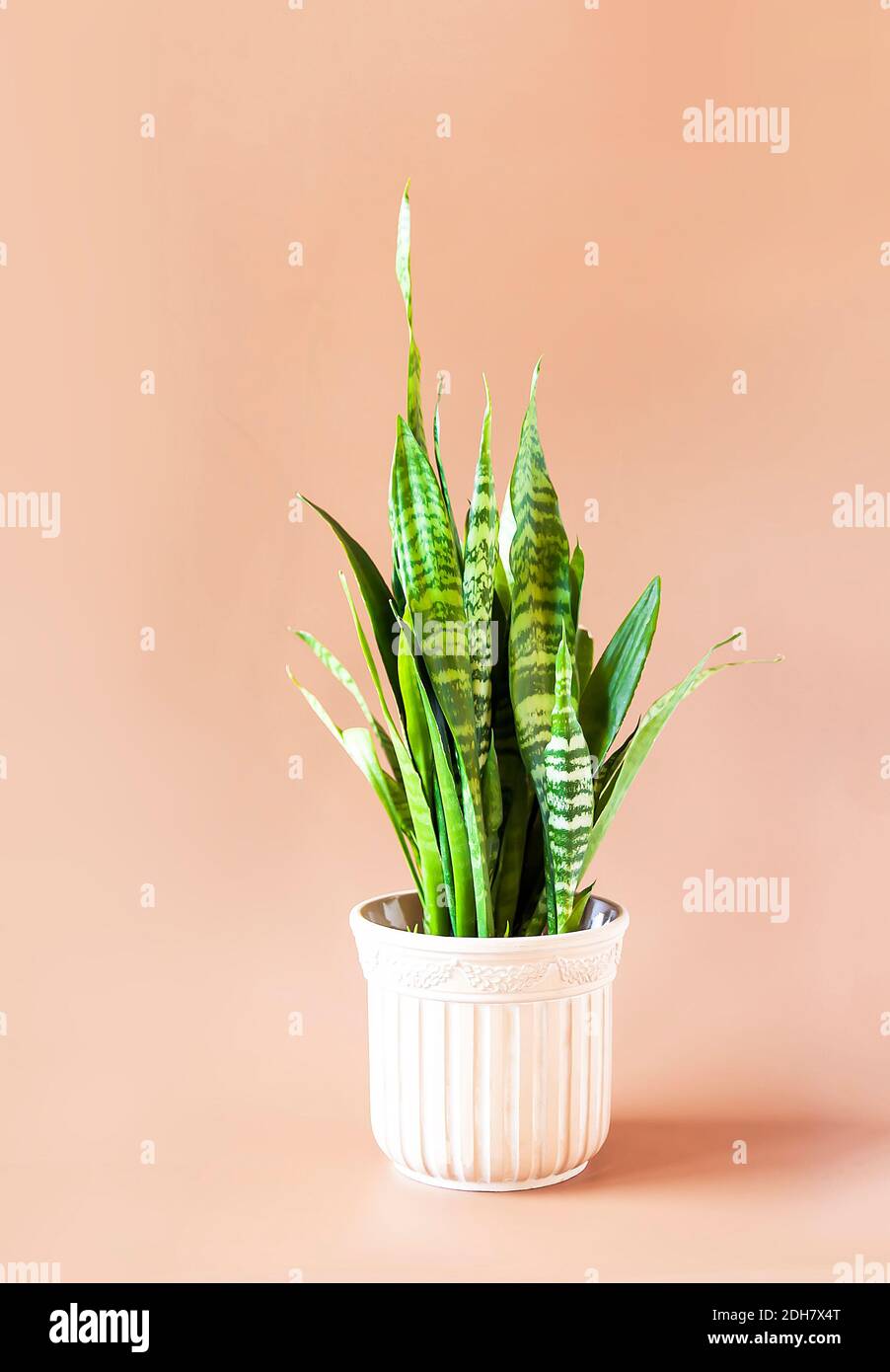 Sansevieriya Houseplant crece en una maceta de cerámica floral Foto de stock