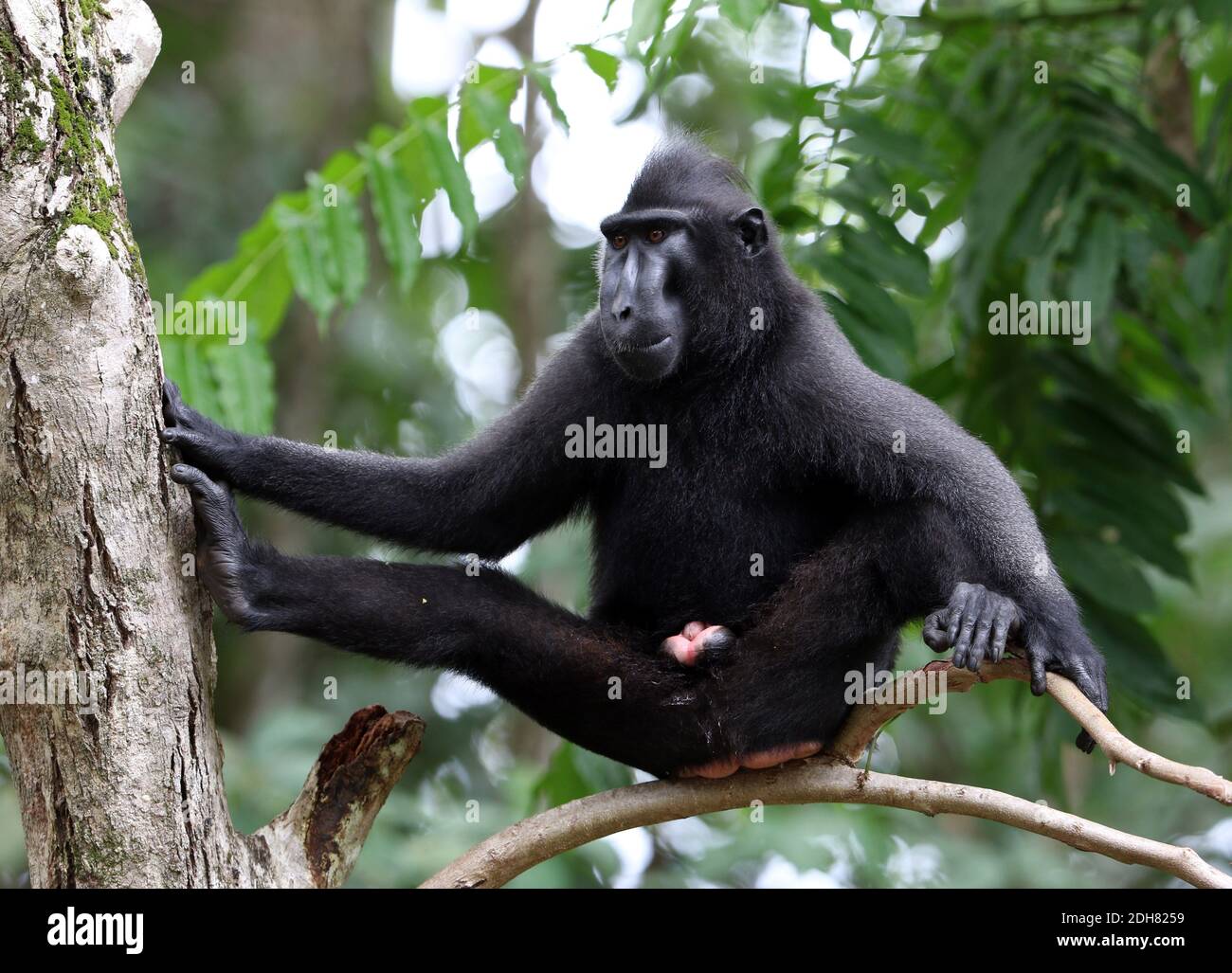 Celebração com o nascimento de um macaco-negro-de-sulawesi