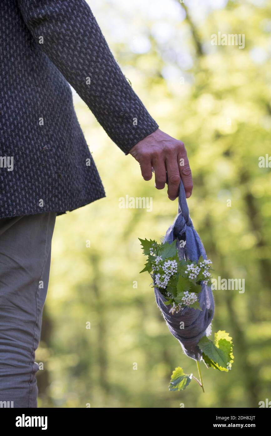 Mostaza de ajo, Ajo de Hedge, Jack-by-the-Hedge (Alliaria petiolata), Mujer sosteniendo una bufanda con un cohete de ajo recogido, Alemania Foto de stock