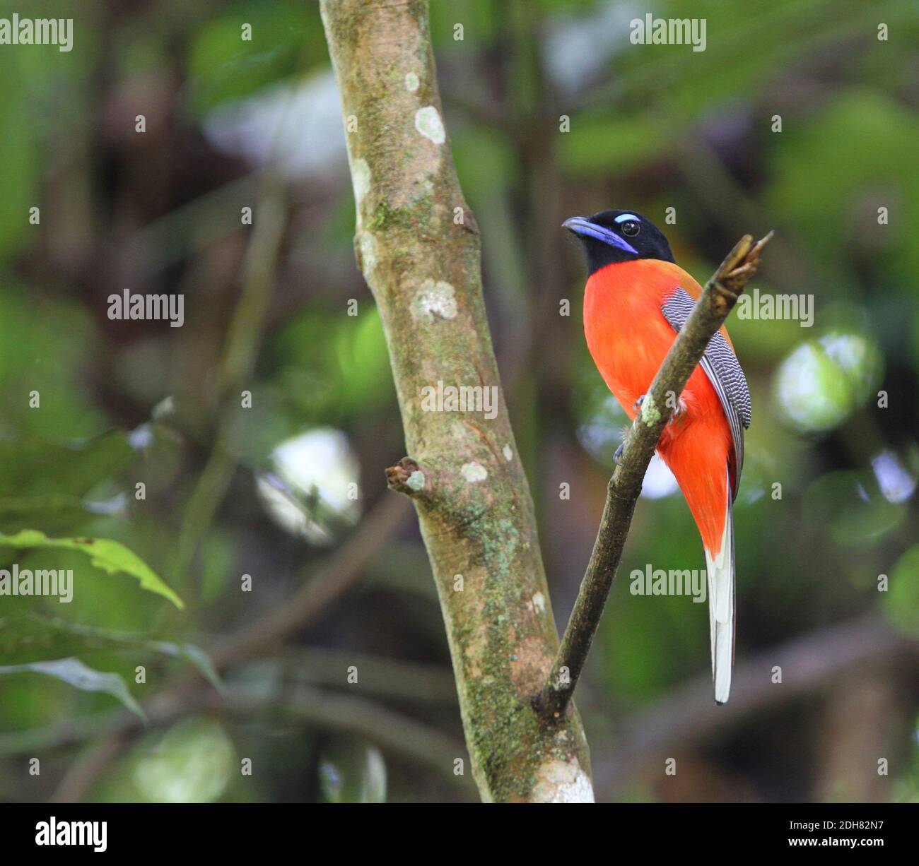 Trogon escarlata (Harpactes duvaucelii), macho encaramado en un árbol en un bosque tropical de tierras bajas, Malasia, Borneo, Sabah, Valle de Danum Foto de stock