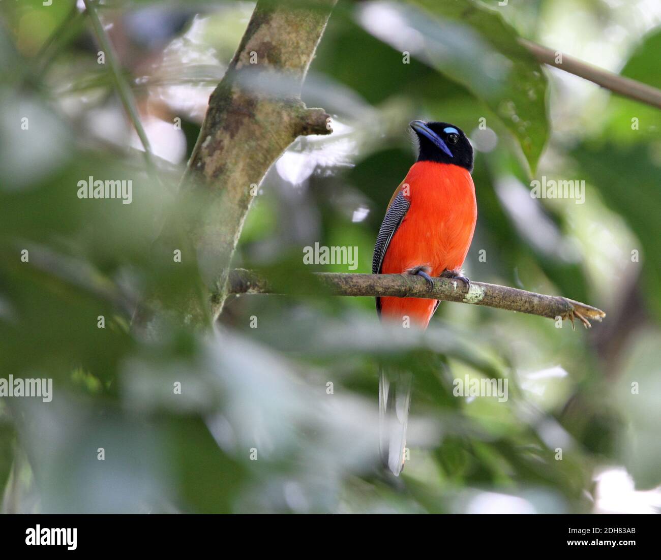 Trogon escarlata (Harpactes duvaucelii), macho encaramado en un árbol en un bosque tropical de tierras bajas, Malasia, Borneo, Sabah, Valle de Danum Foto de stock