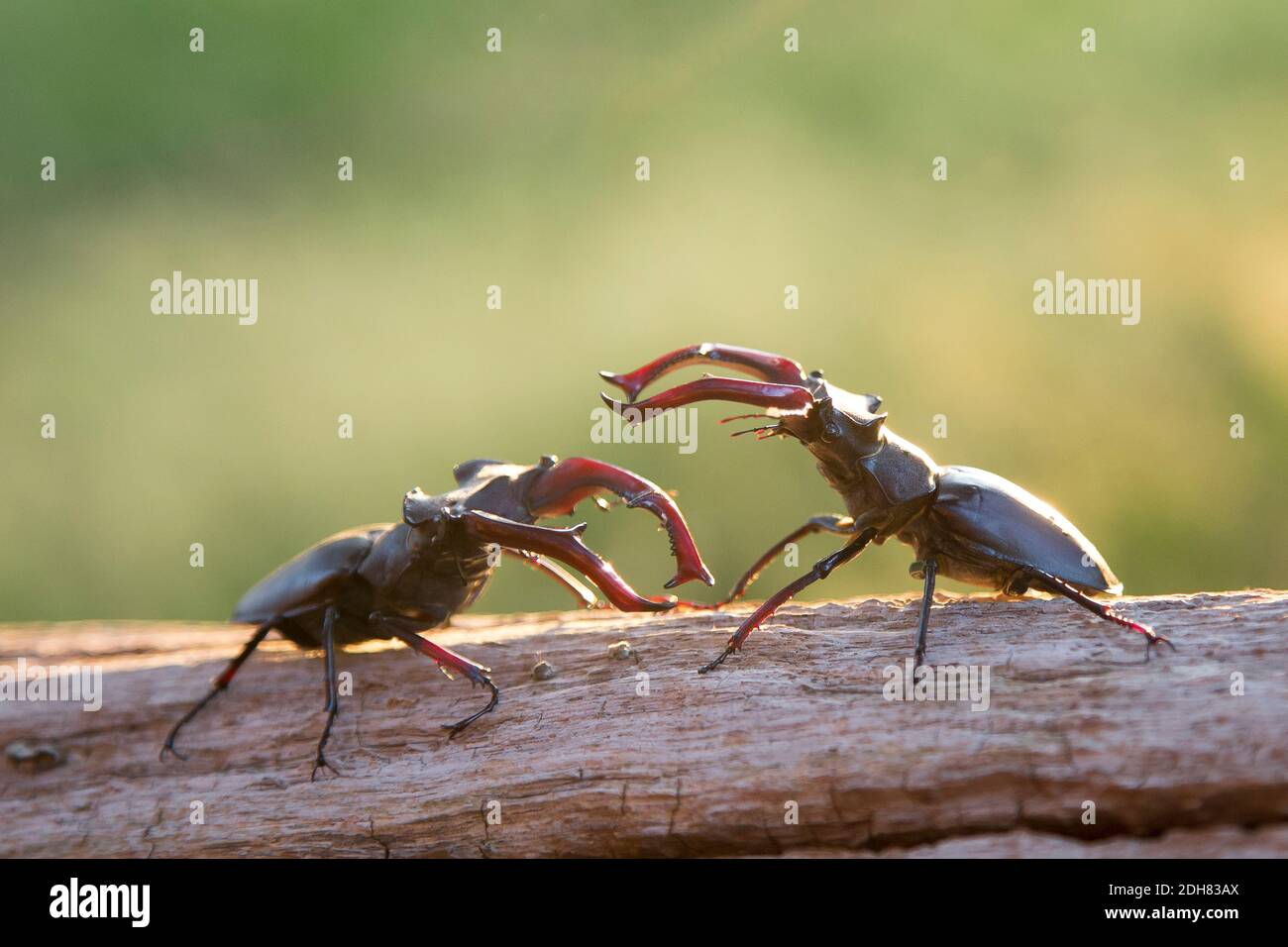 Escarabajo de ciervo, escarabajo de ciervo europeo (Lucanus cervus), gestos amenazadores de dos hombres, países Bajos Foto de stock