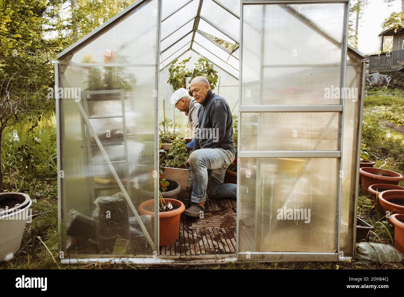 Interior del invernadero pequeño con el crecimiento de las plantas de  tomate, semilleros, etc Fotografía de stock - Alamy