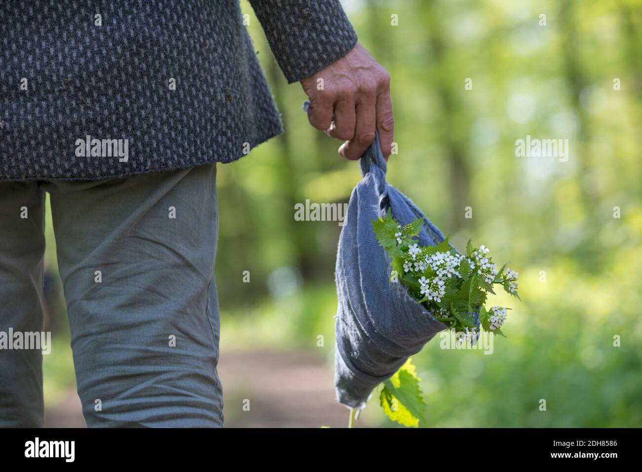 Mostaza de ajo, Ajo de Hedge, Jack-by-the-Hedge (Alliaria petiolata), Mujer sosteniendo una bufanda con un cohete de ajo recogido, Alemania Foto de stock