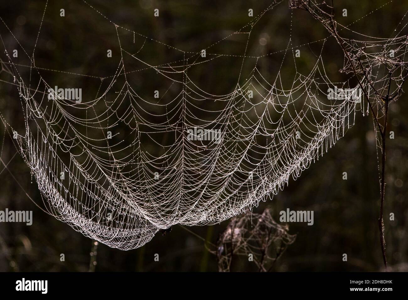 Gegenlicht Spinnennetz im Foto de stock