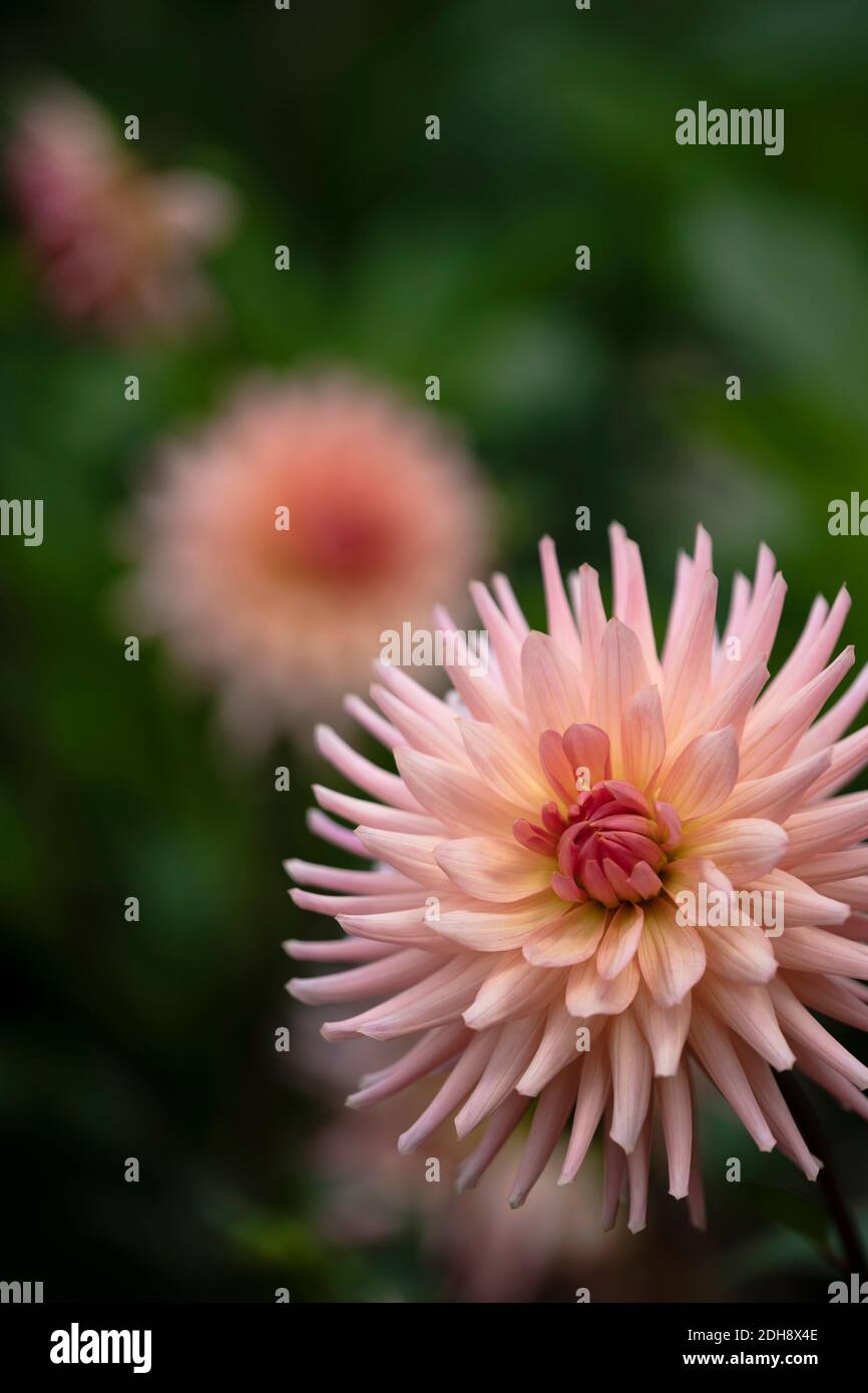 Dahlia, flor de color rosa de las agujas creciendo al aire libre. Foto de stock