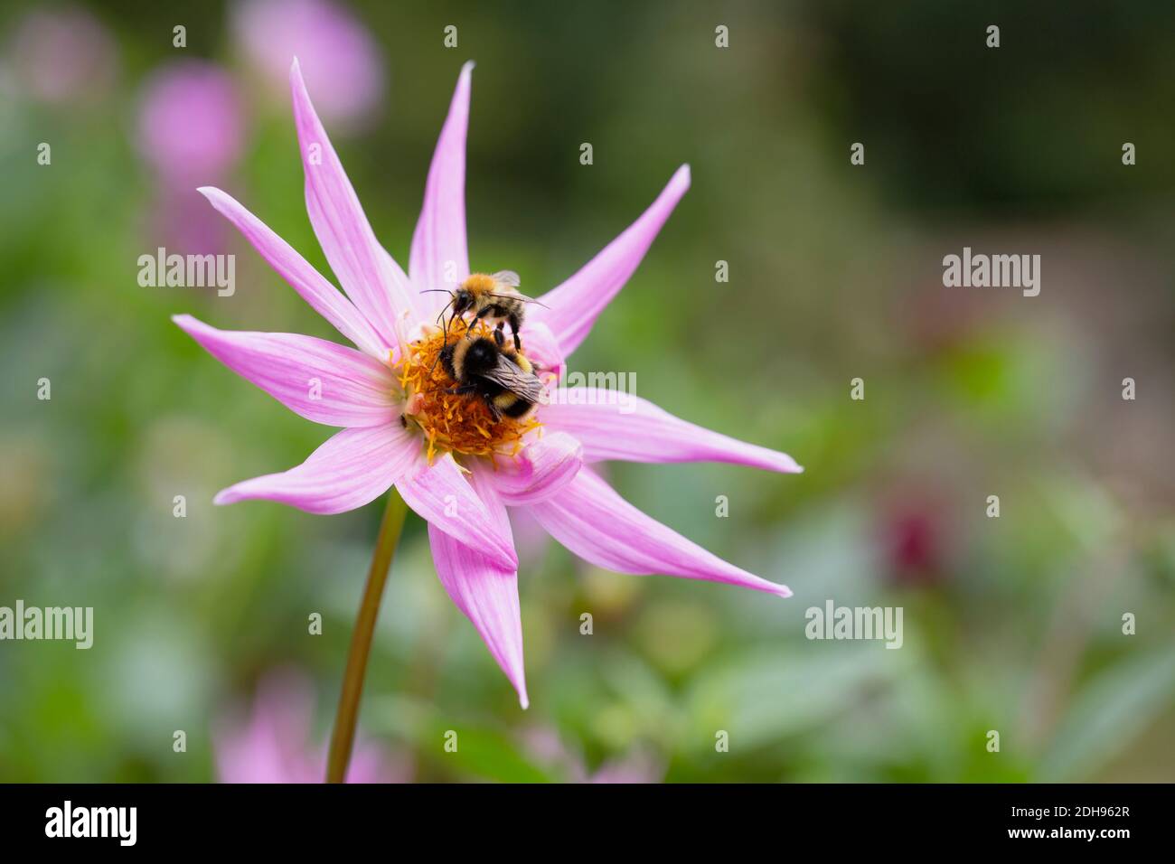 Dahlia, las abejas de Bumble en la flor de color rosa creciendo al aire libre. Foto de stock