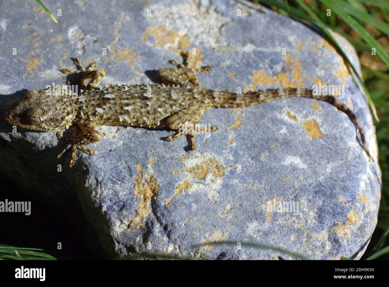 Tarentola mauritanica, conocida como la pared común gecko, es una especie de gecko (Gekkota) nativa de la región mediterránea occidental Foto de stock