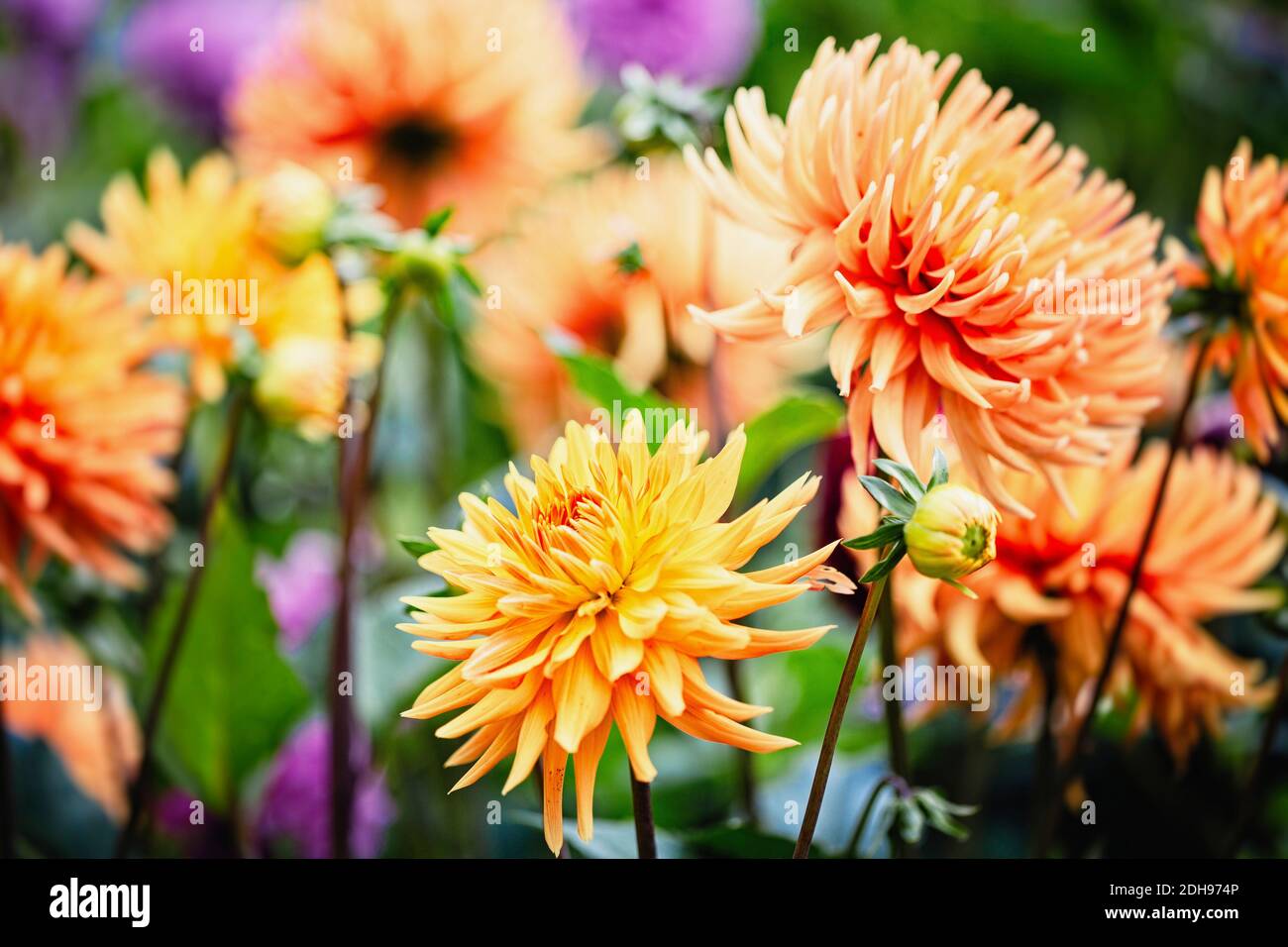 Dahlia, masa de flores de color naranja creciendo al aire libre. Foto de stock