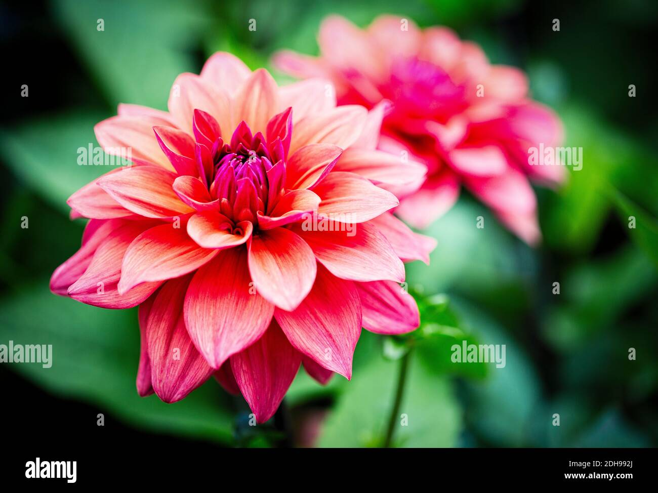 Dahlia, Rosa de color shaggy flor creciendo al aire libre. Foto de stock