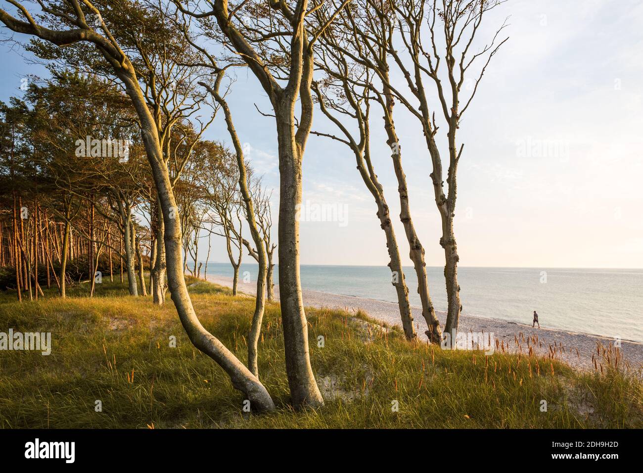 Los árboles en la playa oeste de la península de Darss en El Mar Báltico Foto de stock