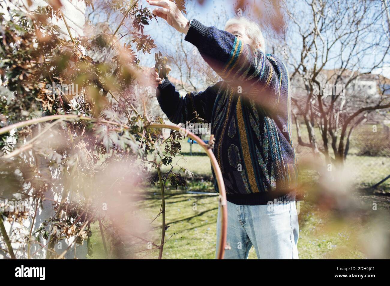 Hombre mayor que lleva plantas de poda de suéter en el patio Foto de stock