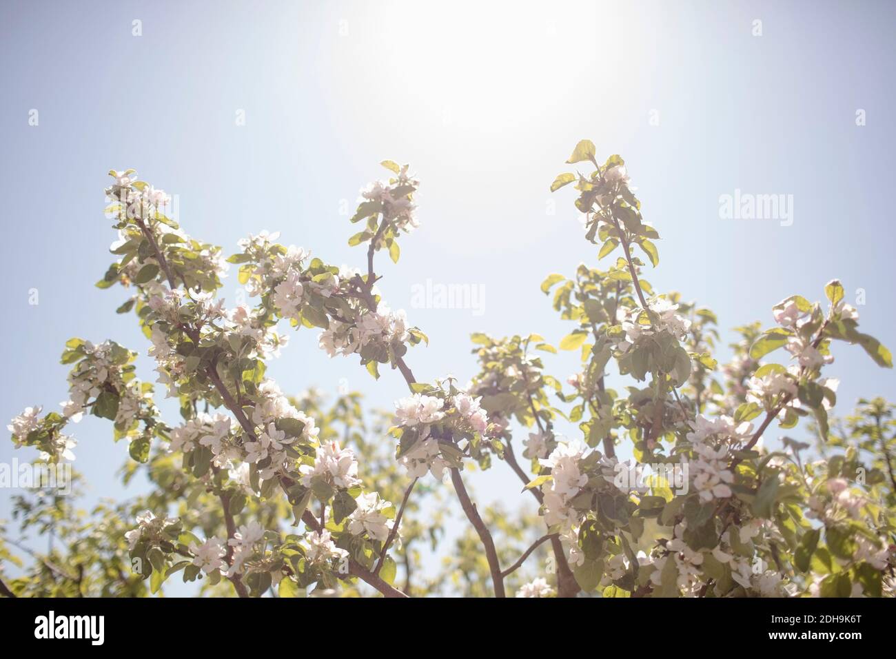 Vista en ángulo bajo de las ramas floridas contra el cielo despejado durante día soleado Foto de stock