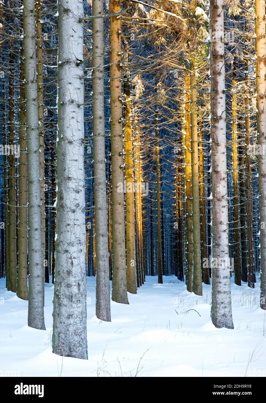 Bosque De Frondosas Del Norte Fotos e Imágenes de stock Alamy