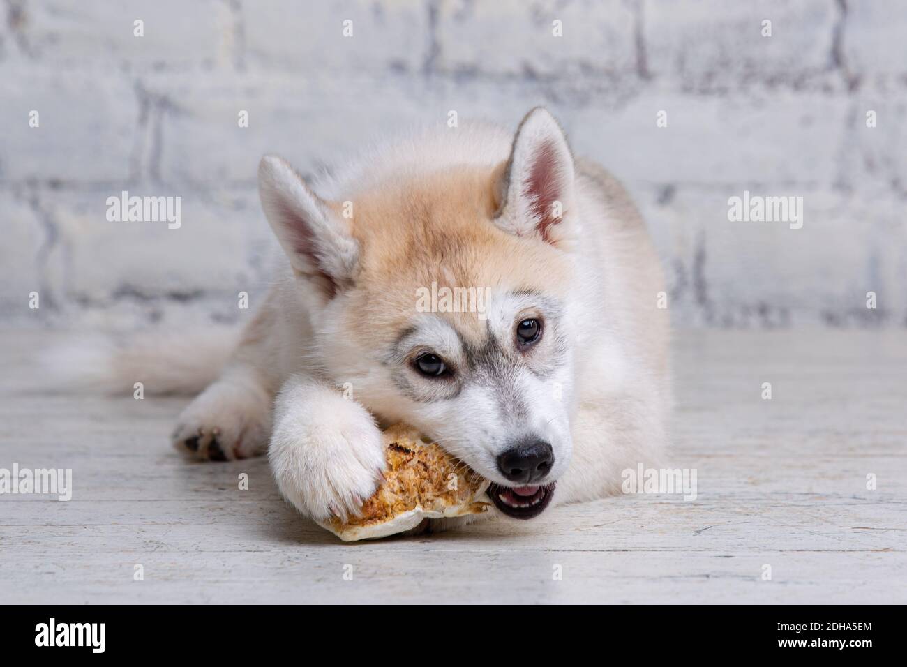 husky puppy chewing everything