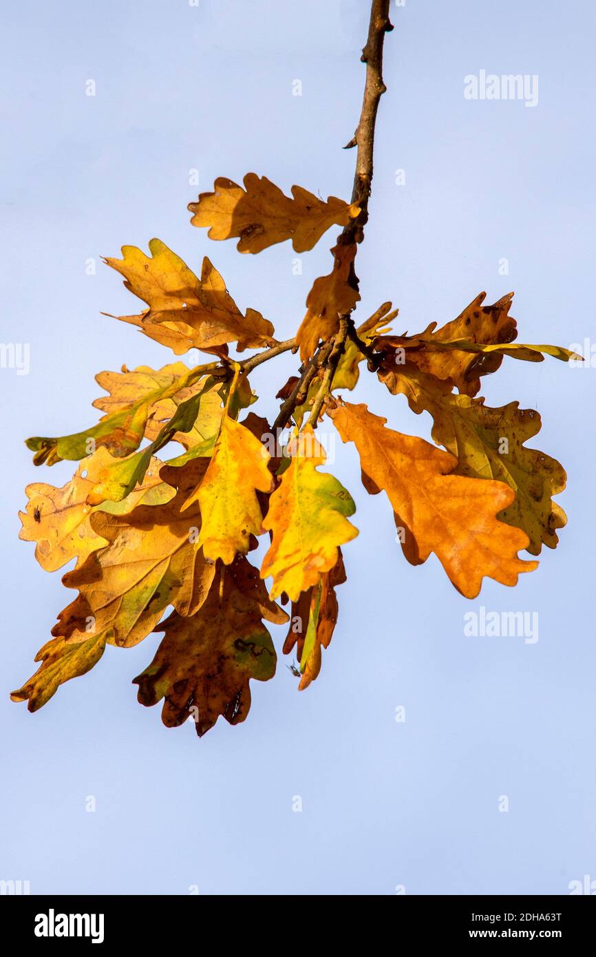 Rama única de hojas de roble de otoño Foto de stock