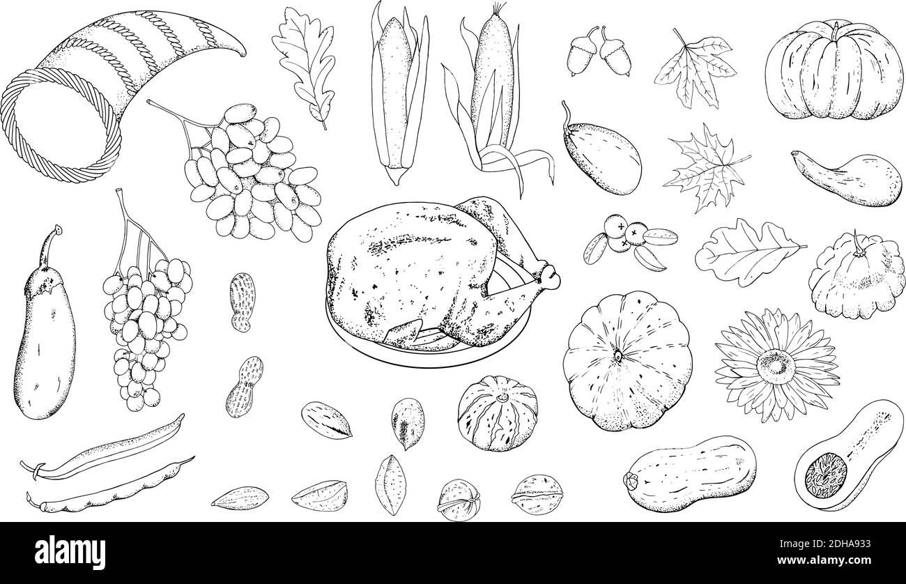 Vector establecido para el día de Acción de Gracias, contorno dibujado a mano de la forma aislar sobre un fondo blanco, uvas, berenjena, roble y hojas de arce, calabazas, sol Ilustración del Vector