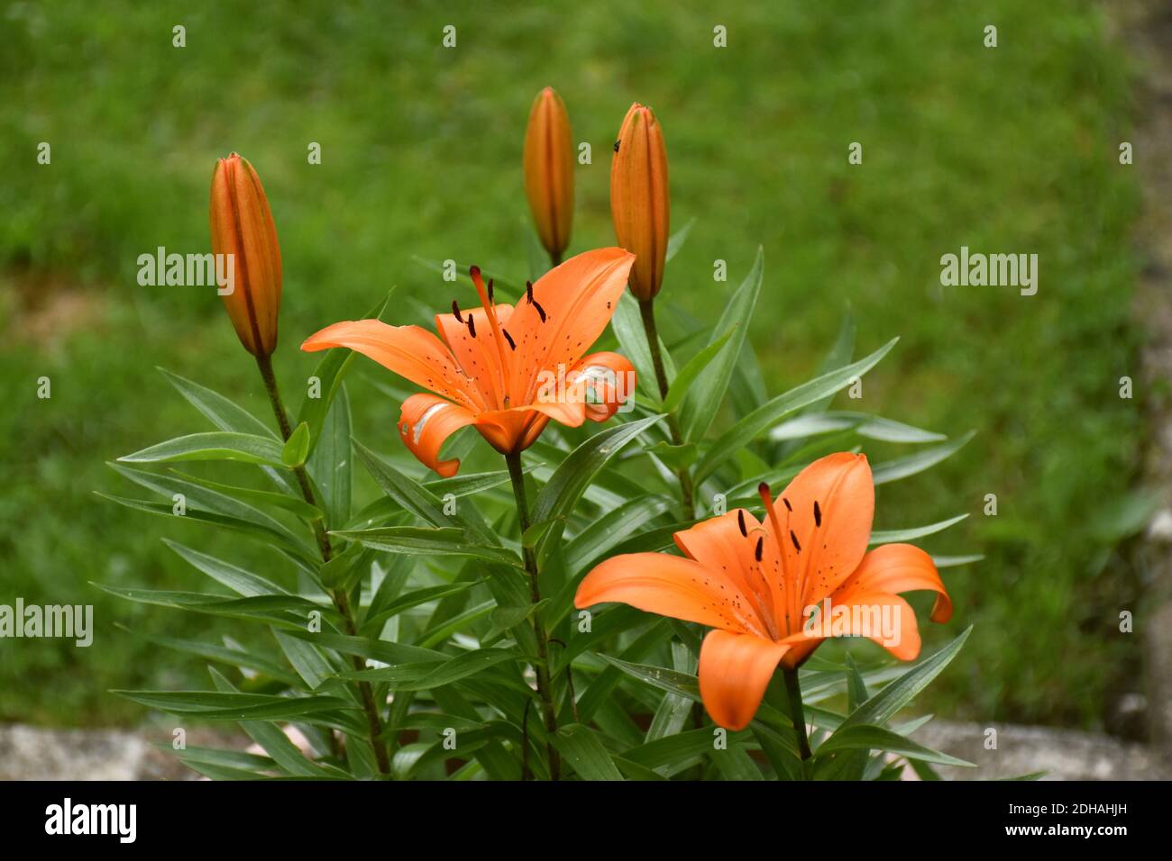 Flores de lirio anaranjado (Lilium bulbiferum), abiertas y cerradas, al  atardecer, en la parte trasera del jardín Fotografía de stock - Alamy