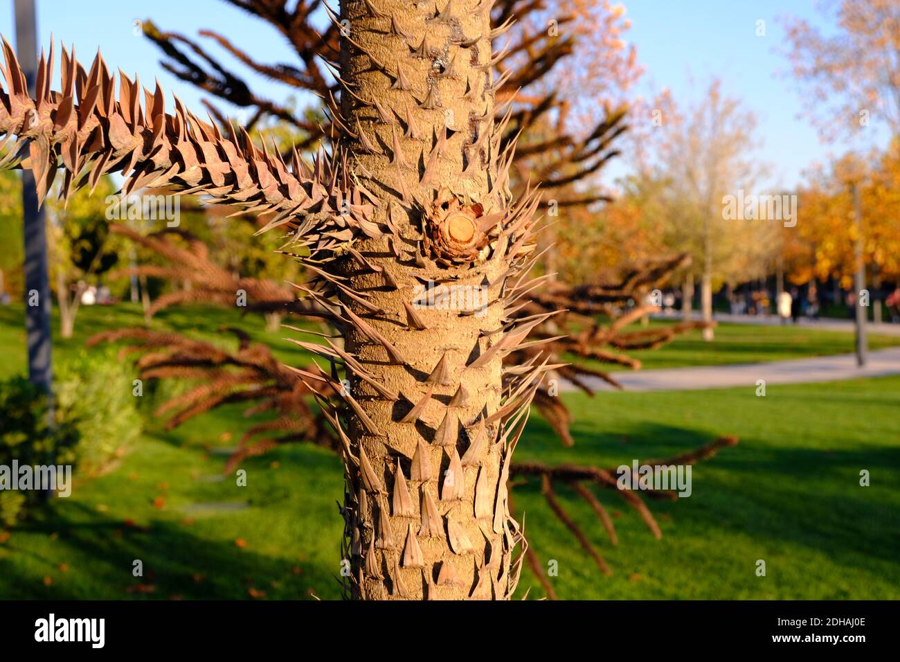 Araucaria araucana, pino chileno o detalle de tronco de árbol de rompecabezas de monos. Foto de stock