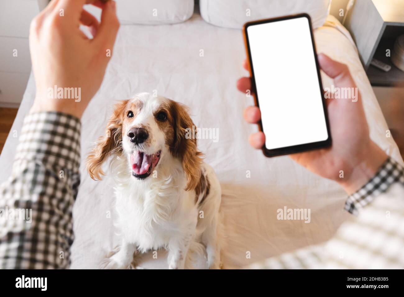 Entrenar a un perro activo en casa con una aplicación para smartphone, pantalla de espacio de copia blanca. El hombre entrena a su mascota en casa con la ayuda de la aplicación del teléfono, concepto de yo Foto de stock
