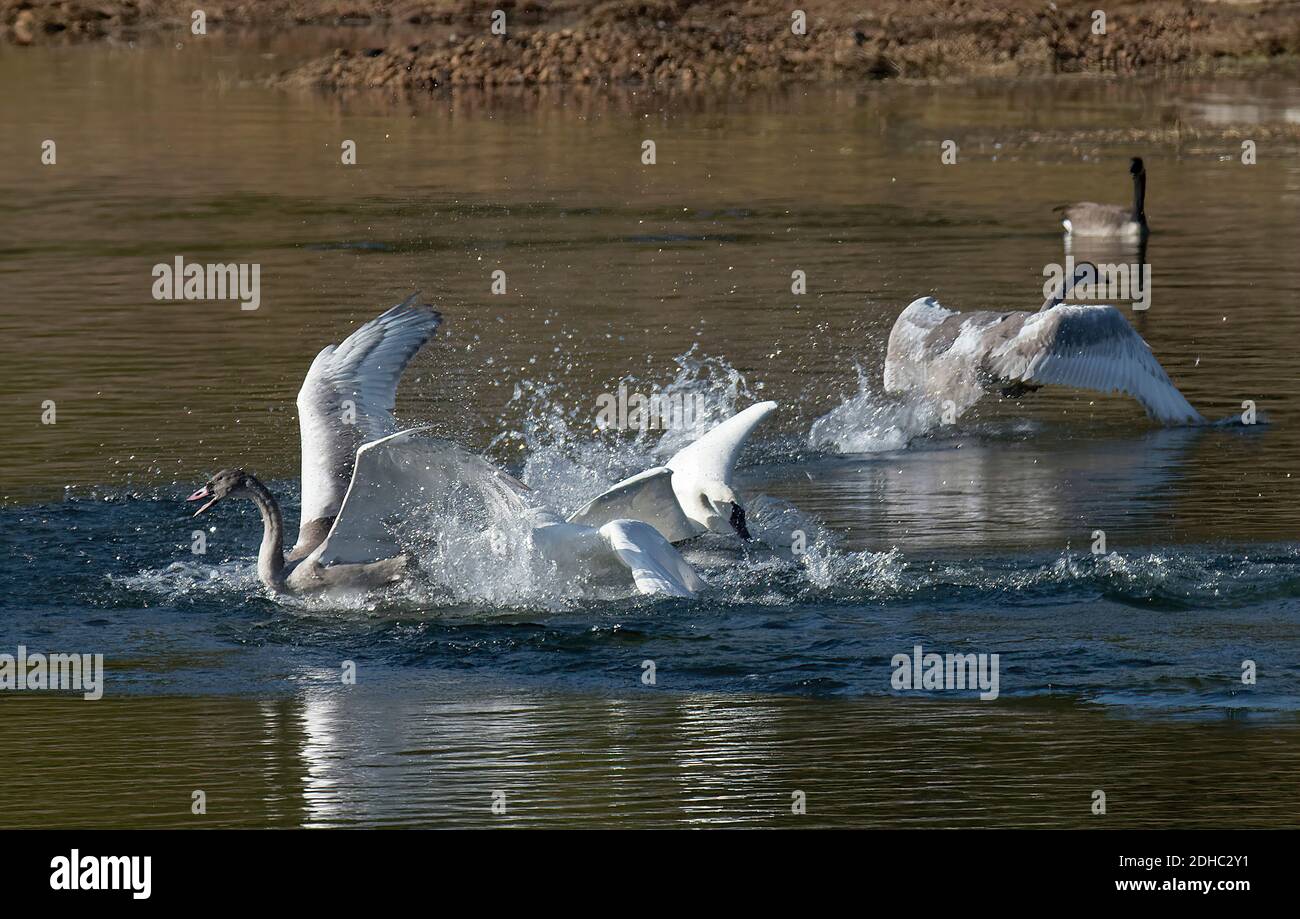 Dos adultos de cisnes trumpeter atacan a un par de cisnes inmaduros en el río Yellowstone. Foto de stock