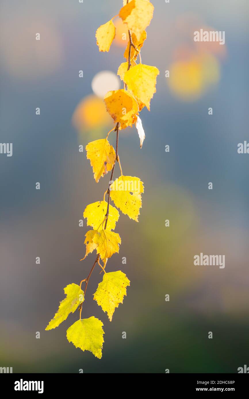 Hermosas hojas de abedul amarillo otoñal Foto de stock