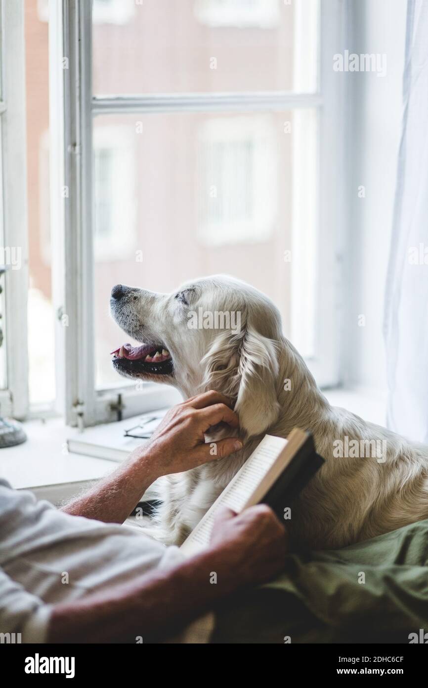 Sección media del hombre mayor acariciando al perro mientras sostenía el libro cama en casa Foto de stock