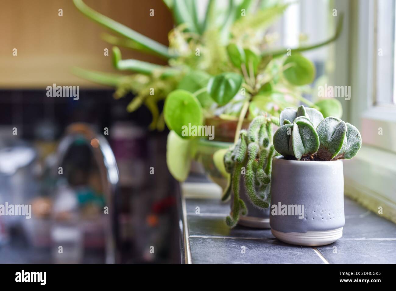 Pequeñas plantas de la casa en macetas en una habitación interior de la casa en la repisa de la ventana de la cocina Foto de stock