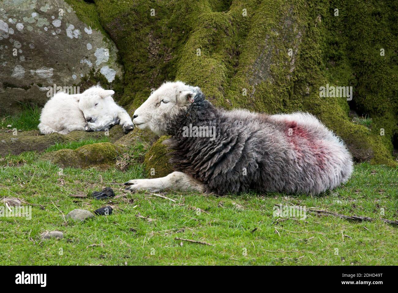 Madre y cordero de Herdwick descansando en el campo el Lago Disrtrict Foto de stock
