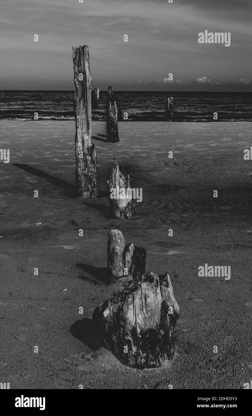 Fotografía en blanco y negro de viejos palos de madera en una costa del mar Báltico cerca de Mazirbe. Foto de stock