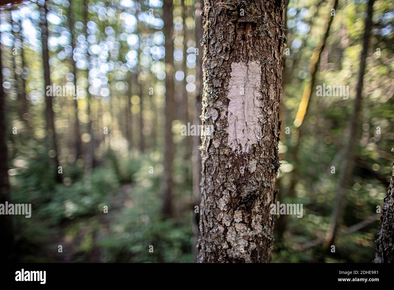 Primer plano de la pintura blanca marcador de rastro en el árbol, Appalachian Trail, Maine Foto de stock