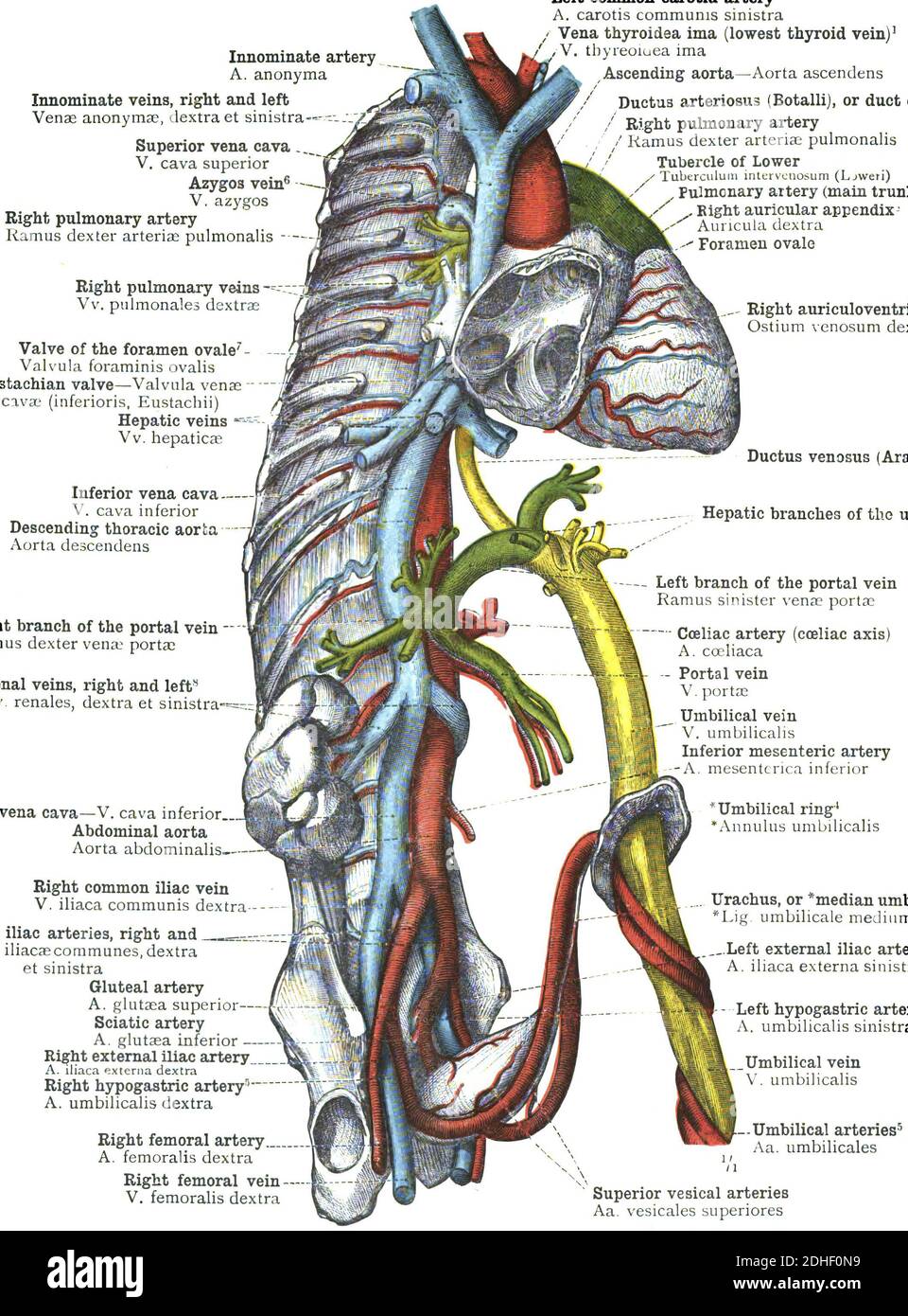 Ramas de la aorta abdominal Imágenes recortadas de stock - Alamy