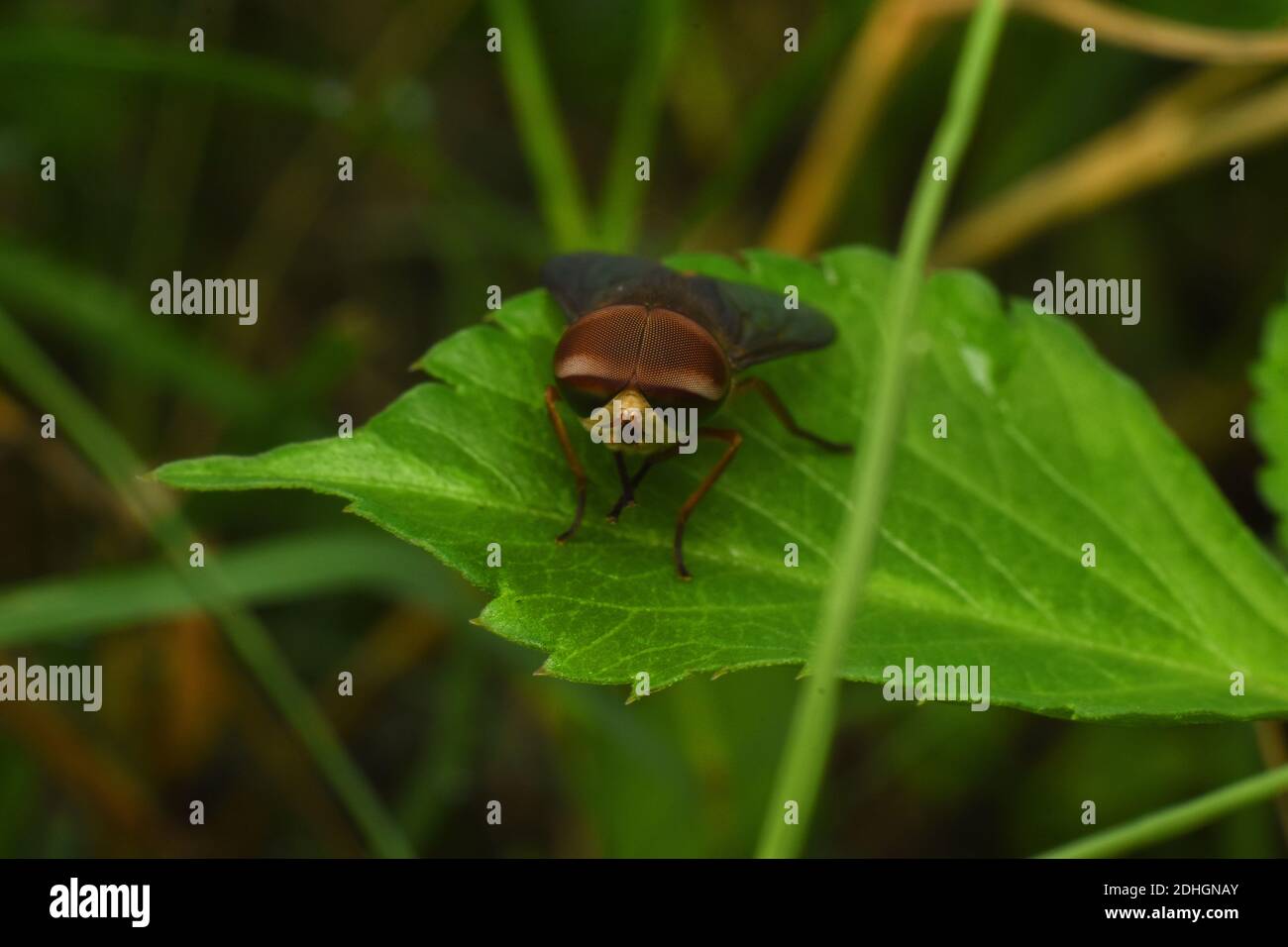 Foto de primer plano de hoverfly encaramado en hoja verde Foto de stock