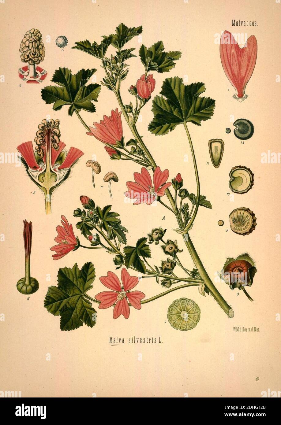 Medizinal-Pflanzen de Köhler en naturgetreuen Abbildungen mit kurz erläuterndem Texte (placa 59) (6972248974). Foto de stock