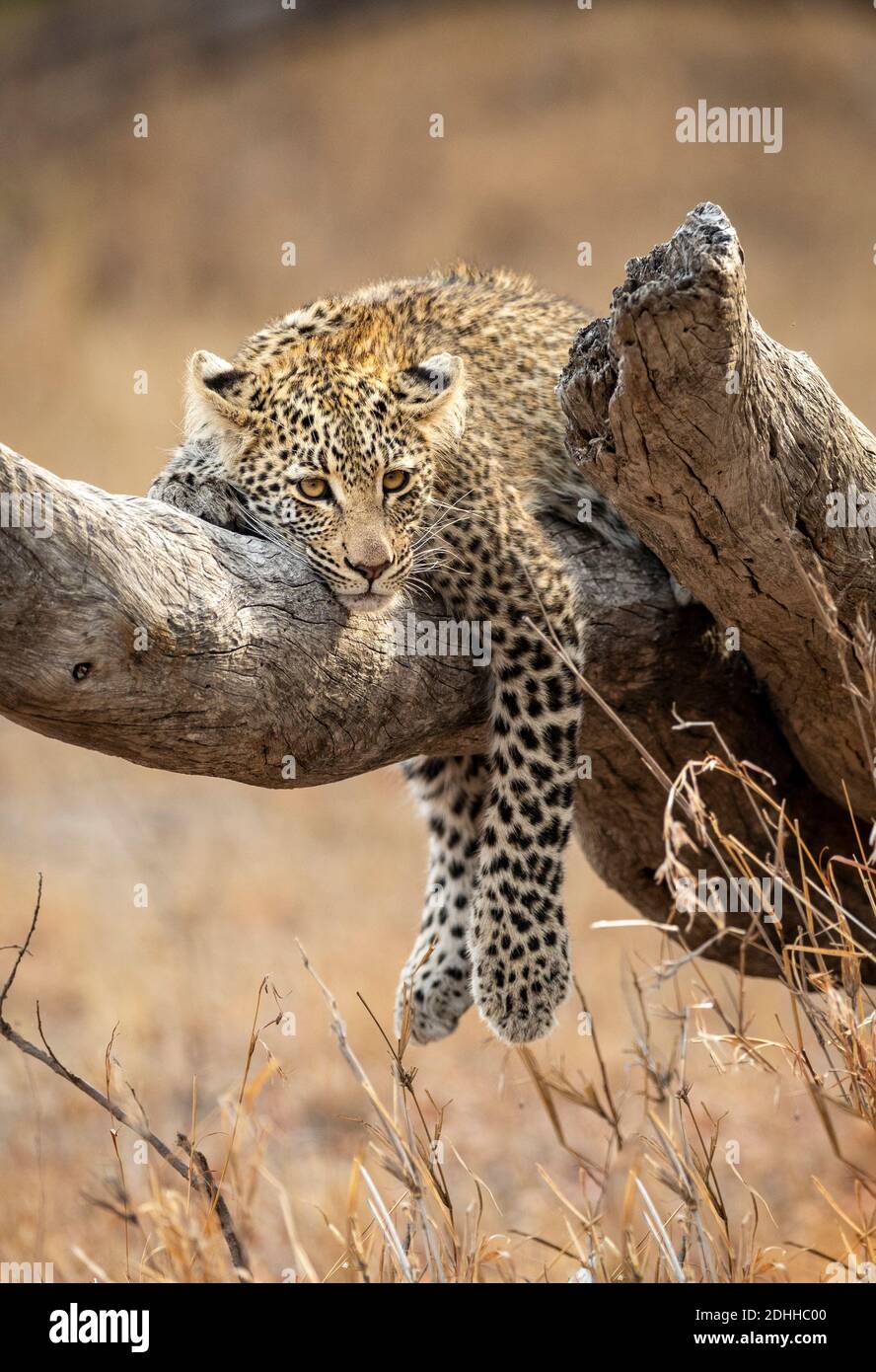 Cachorro de leopardo joven descansando en una rama de árbol muerto en Parque Nacional Kruger en Sudáfrica Foto de stock