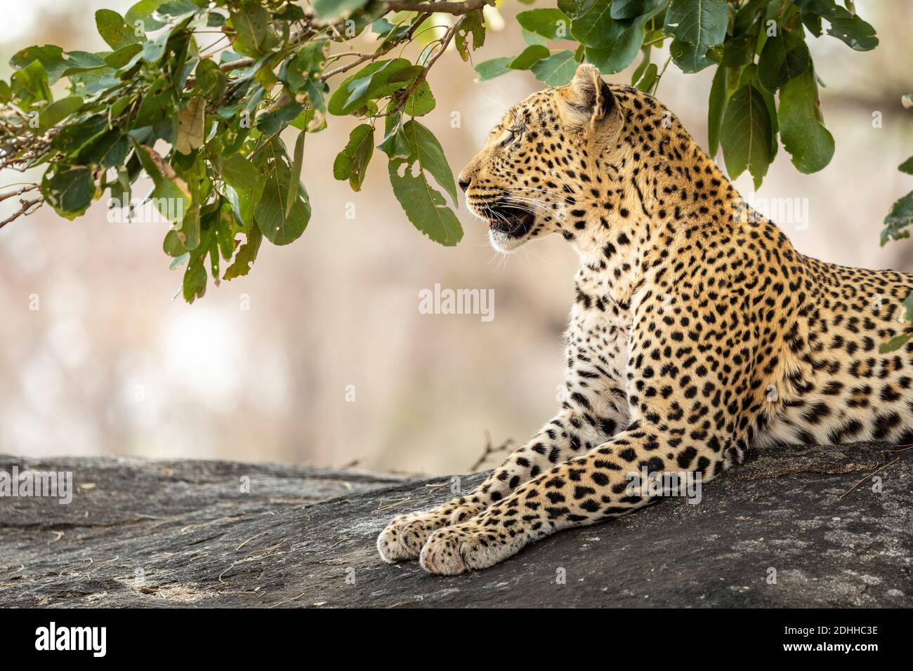 Leopardo adulto sentado en una gran roca que parece alerta Parque Kruger en Sudáfrica Foto de stock